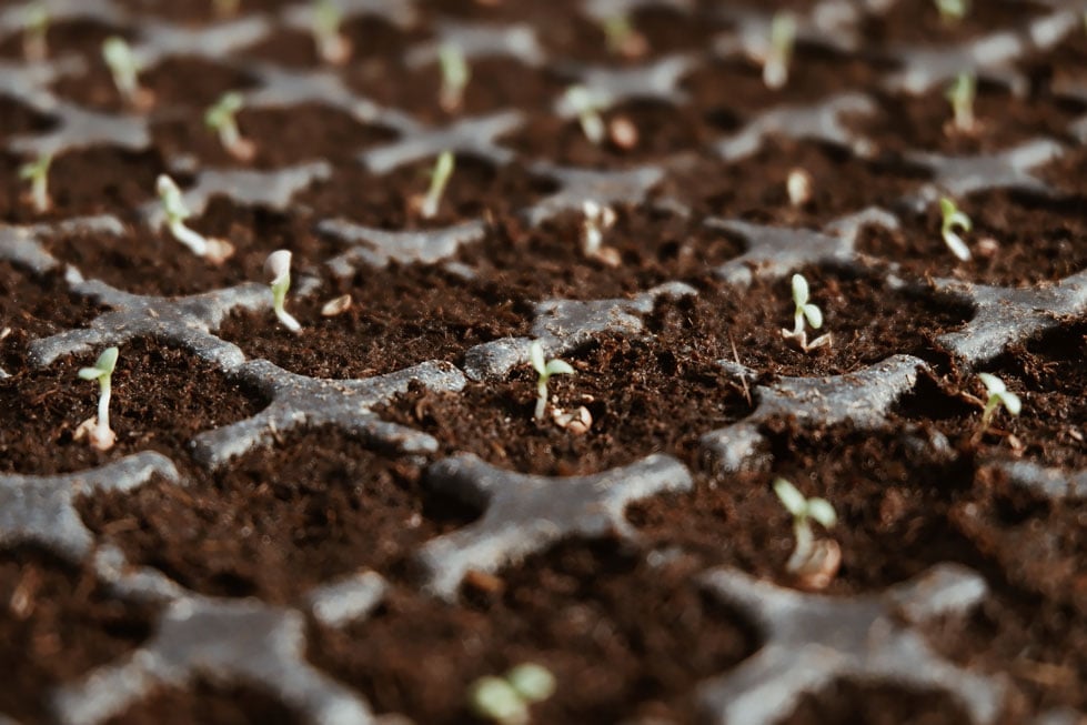 growing bulbs in squared patches of land
