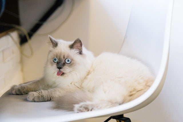 funny cat